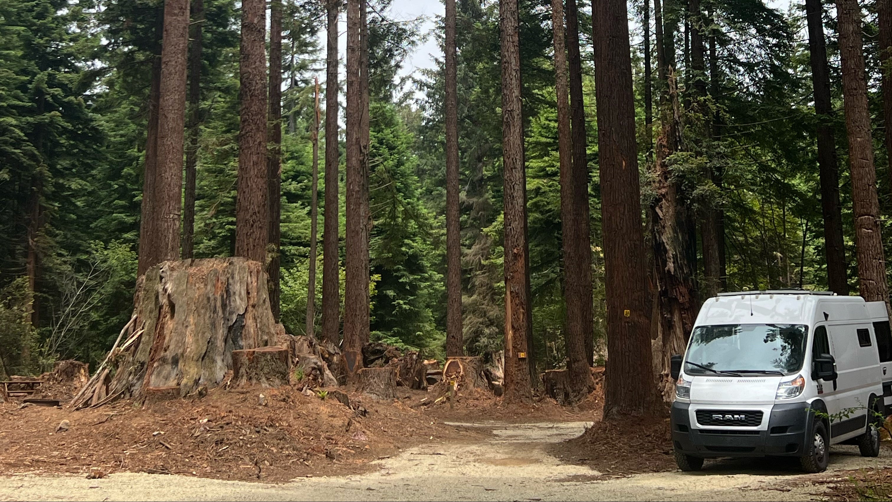 Van parked among tall trees in a forest